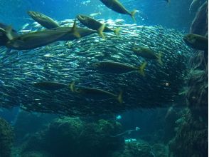 プランの魅力 Take a boat to the diving point where the three ocean currents flow. You will also have a higher chance of seeing various schools of fish. の画像