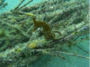 プランの魅力 三浦半島城ヶ島ではタツノオトシゴを見るチャンスもあります の画像