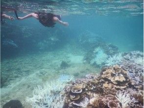 プランの魅力 half-day Enjoy the sea の画像