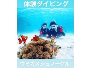 プランの魅力 タイパ抜群！半日で遊べる体験ダイビング島ウミガメシュノーケリング の画像