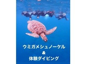 プランの魅力 皆んなでウミガメと写真撮影！ の画像
