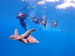 プランの魅力 ウミガメさん待って〜 の画像