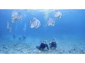 プランの魅力 ツバメウオさんや色んな熱帯魚が見れる！？ の画像