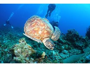 プランの魅力 High probability of seeing turtles Chibishi Islands の画像
