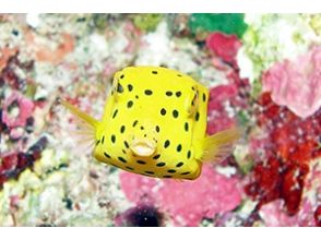 プランの魅力 熱帯魚と触れ合える人気のスポット！ の画像