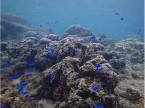 プランの魅力 Surrounded by fish の画像