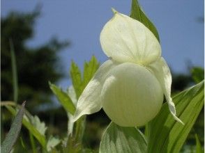 プランの魅力 我可以看到稀有的花卉种类。 の画像