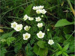 プランの魅力 お花も忘れずに の画像