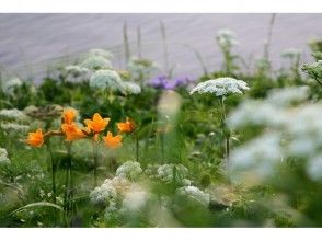 プランの魅力 許多在一種類型的花。 の画像