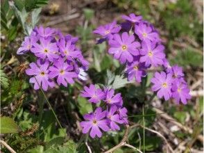 プランの魅力 十一Kozakura の画像