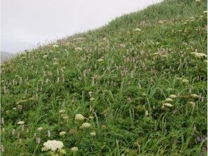 プランの魅力 真正的花园蔓延 の画像