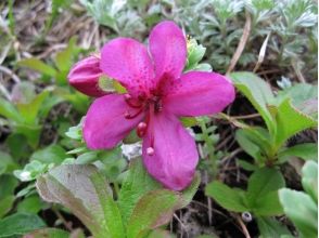 プランの魅力 Ezo杜鹃花 の画像