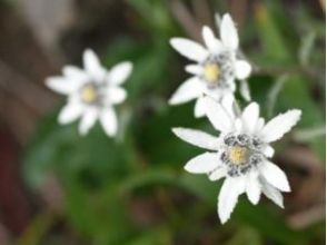 プランの魅力 English name Edelweiss の画像