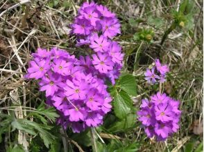 プランの魅力 十一Kozakura の画像