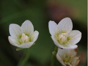 プランの魅力 梅花草 の画像