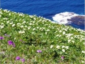 プランの魅力 看着像Reven Kozakura一样的鲜花 の画像