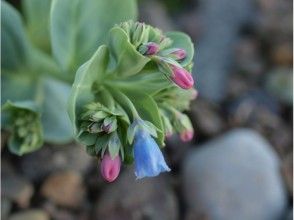 プランの魅力 鲜花也在海岸线上！ の画像