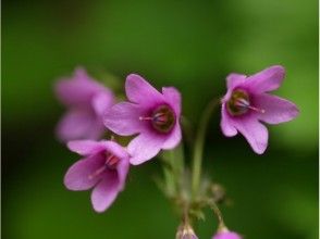 プランの魅力 Primrose modoki の画像