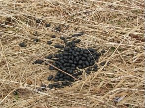 プランの魅力 動物の暮らしに迫る の画像