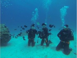プランの魅力 潜る前に水面で練習しよう! の画像