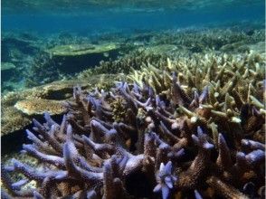 プランの魅力 The garden of branch coral and table coral reefs is also up close! の画像