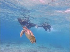 プランの魅力 바다 거북 씨와 스노클링 の画像