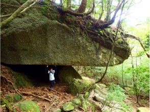 プランの魅力 屋久島の壮大な自然が最高の思い出に！ の画像