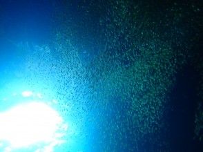 プランの魅力 小魚 の画像