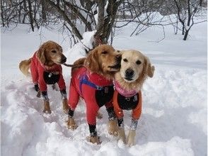 プランの魅力 僕たちも一緒に行けるよ の画像