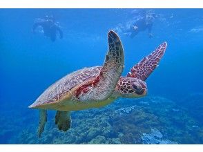 プランの魅力 Let's swim with sea turtles on Yakushima! の画像