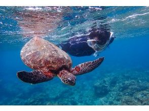 プランの魅力 ウミガメと並んで泳ぐ！ の画像