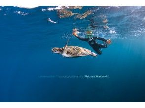 プランの魅力 屋久島はウミガメの島！ の画像