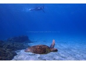 プランの魅力 Sea turtles swimming on the bottom of the water の画像