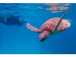 プランの魅力 ウミガメとの時間 の画像