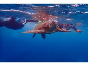 プランの魅力 息継ぎに上がってくるウミガメ の画像