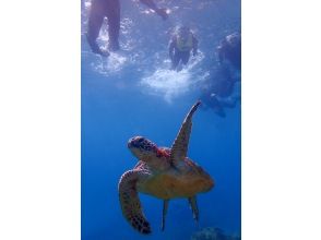 プランの魅力 Big sea turtles too! の画像