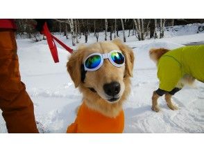 プランの魅力 Fashionable dog ♪ の画像