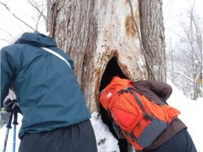 プランの魅力 巨木のの中は？ の画像