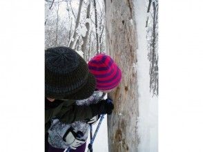 プランの魅力 Find a woodpecker hole の画像