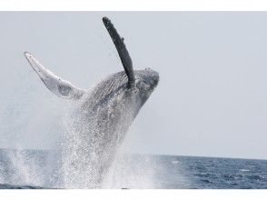 プランの魅力 표백을 볼 수 있습니다. の画像