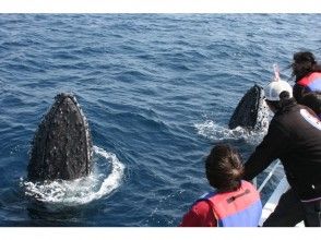 プランの魅力 Whales may come to the ship! の画像