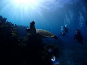 プランの魅力 屋久島にはアオウミガメが定着しています！ の画像