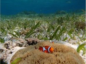 プランの魅力 克拉克的海葵 の画像