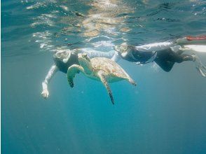 プランの魅力 Snorkeling with sea turtles の画像