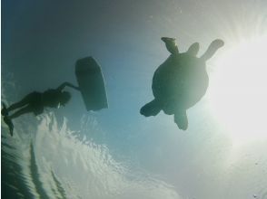 プランの魅力 Commemorative photo with sea turtles の画像