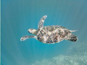 プランの魅力 大きなウミガメ発見 の画像