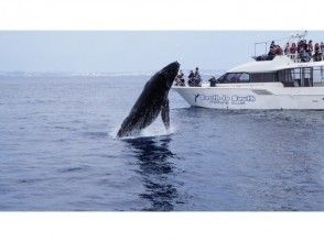 プランの魅力 ほかにはマネできない技術でクジラが間近に の画像