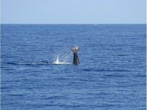 プランの魅力 ダウンダイブ の画像