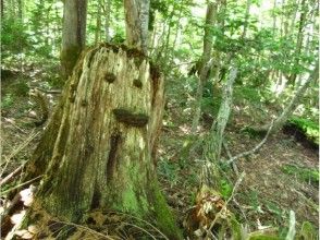 プランの魅力 顔みたいな切り株 の画像