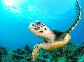 プランの魅力 You may be able to encounter sea turtles の画像